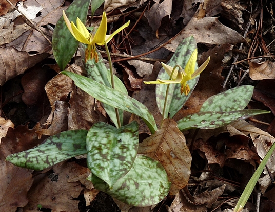 {Erythronium americanum ssp. harperi}